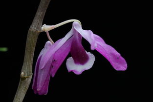 詩句,蘭花,pinden