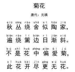 古詩菊花詩句帶拼音