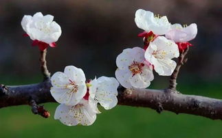 關(guān)于杏花花的詩句