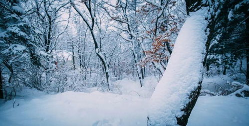 詠雪的古詩句千山猶綠憐霜葉