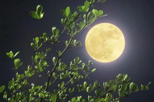 關(guān)于月亮和中秋有關(guān)的詩句