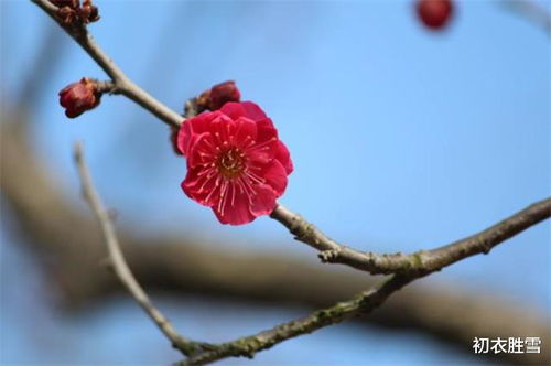 關(guān)于梅花的詩句古詩大全,描寫梅花的詩句古詩大全,小學(xué)關(guān)于梅花的詩句古詩大全