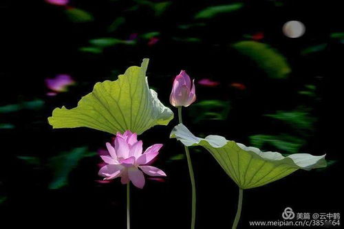關(guān)于對頭蓮詩句