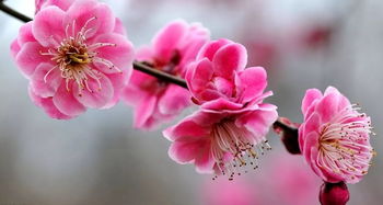 關(guān)于杏花桃花的詩句古詩