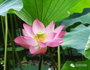 關于通感的古詩句子