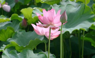 關(guān)于滿湖荷葉荷花的詩句