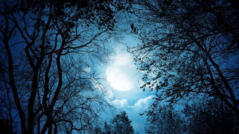 一個(gè)人夜晚喝酒的詩句,形容一個(gè)人夜晚孤獨(dú)的詩句,夜晚想念一個(gè)人的詩句
