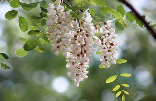 立夏關(guān)于槐花的詩句