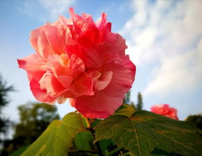 詩句,芙蓉,解釋