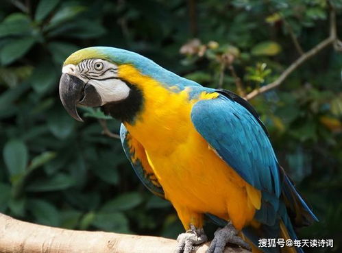 關(guān)于鸚鵡的詩句古詩