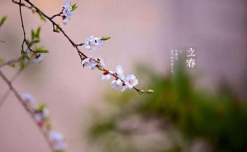 關(guān)于立春的詩(shī)句或諺語