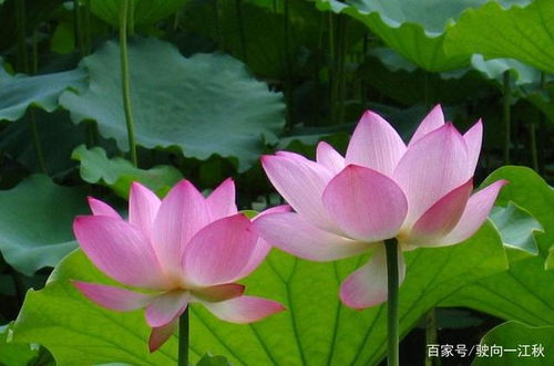 贊美荷花的詩(shī)句古詩(shī)大全,荷花鳥的詩(shī)句古詩(shī)大全,關(guān)于描寫荷花的詩(shī)句古詩(shī)大全