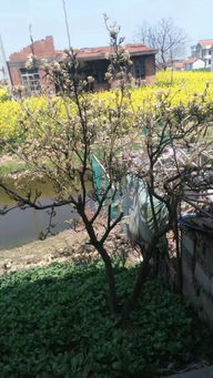寫兩首關(guān)于景物的詩句