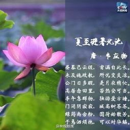 關(guān)于夏的詩句帶有夏字