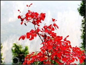 關于紅葉的詩句古詩詞