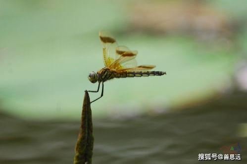 你能寫出兩句關(guān)于蜻蜓的詩句嗎