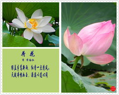 找關(guān)于荷花的所有詩句