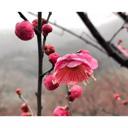 一枝梅古詩句
