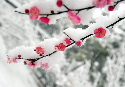 梅花宋一王安石古詩(shī)句