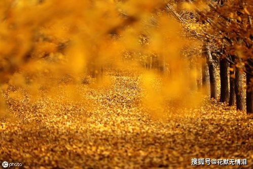 關于像人的夕陽的詩句