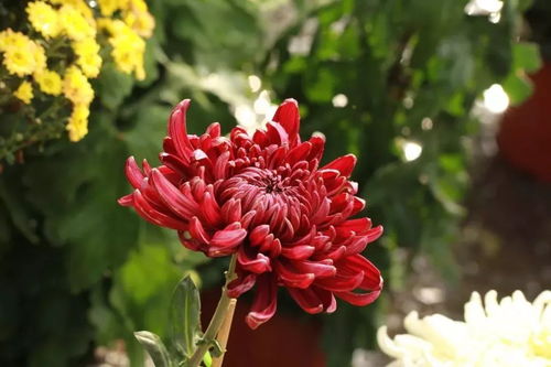 關(guān)于菊有名詩句大全