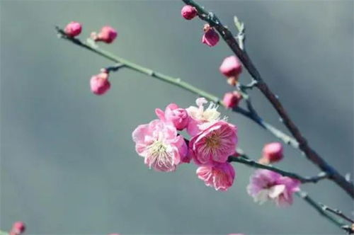 古詩中關于花的詩句