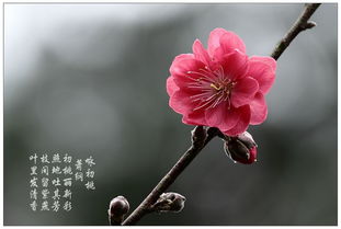 關(guān)于桃花加春天的詩句
