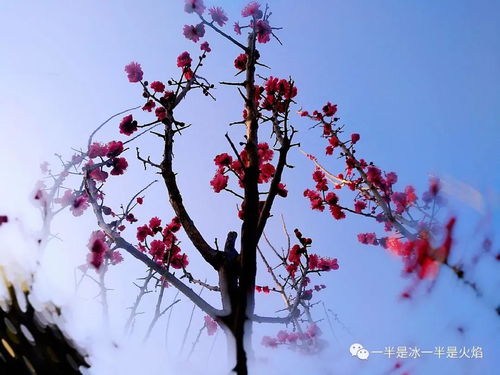 關于春天的曲其他詩句