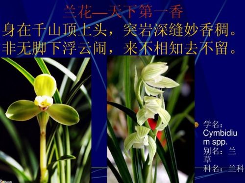 贊美蘭的古詩句有