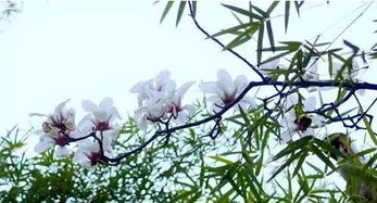 樹下有一個(gè)人的古詩(shī)句