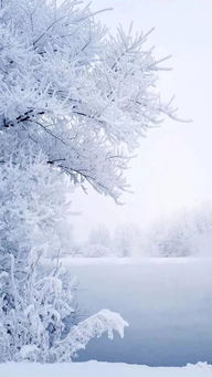 有關(guān)雪景的詩句古詩詞