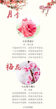 友人賞花的詩句古詩