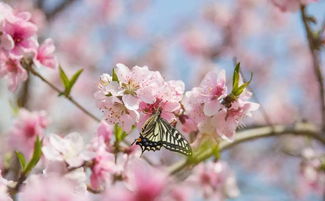 關(guān)于桃花香的詩句有哪些