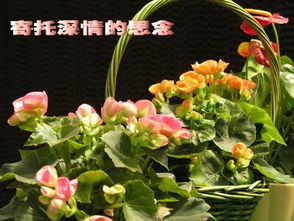 關(guān)于元宵節(jié)思念親人的詩句