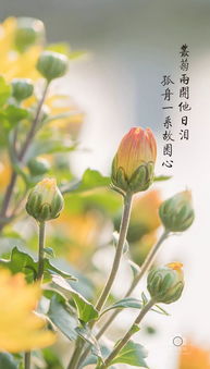 重陽節(jié)描寫菊花的詩句古詩大全