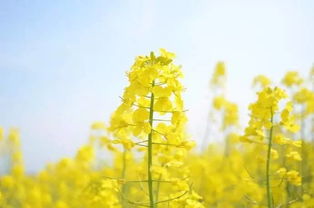 描寫油菜花的古詩句,關于油菜花的古詩,關于油菜花的詩句古詩