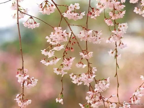 關(guān)于寫春天花的詩(shī)句古詩(shī),含有春天花的詩(shī)句古詩(shī),有關(guān)春天的詩(shī)句古詩(shī)