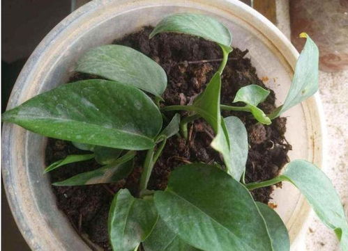 關于植物瘋長的詩句