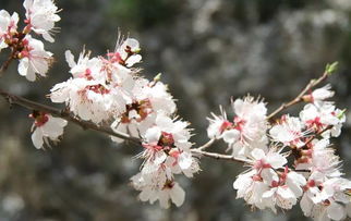 關(guān)于杏花的詩句100首