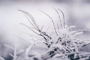 詩句,于雪和