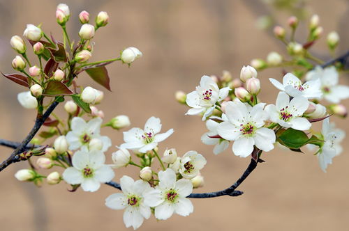 關(guān)于贊揚(yáng)梨花的詩句