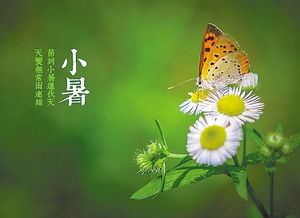 關(guān)于小暑節(jié)氣的詩句和諺語