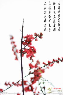 關(guān)于桃花的詩(shī)句啊