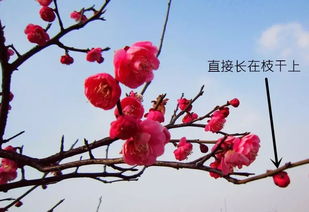 關(guān)于菊花梅花杏花桃花的古詩句