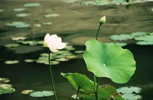 關(guān)于夏日的詩句6