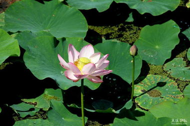 關(guān)于七月荷花的詩句