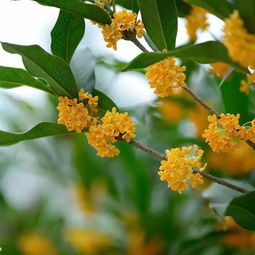 關(guān)于桂花凄美的詩句