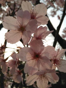 關(guān)于海棠花的詩句有哪些