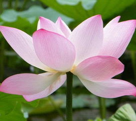 關(guān)于蓮花的好詩句