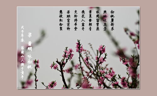 寫(xiě)桃花的愛(ài)情詩(shī)句古詩(shī)詞